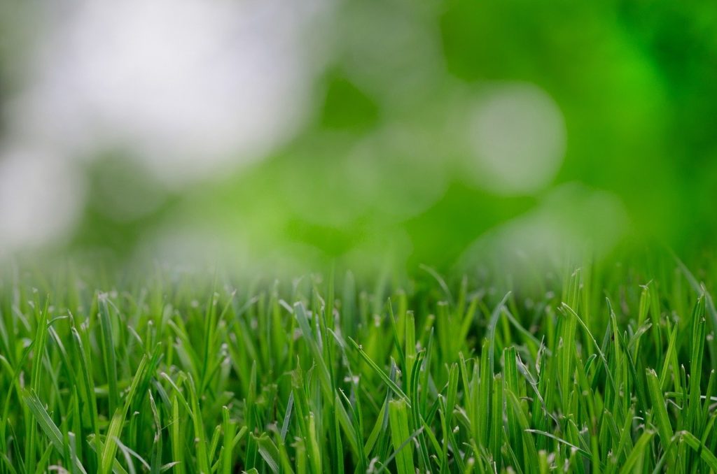 grass, wallpaper, background